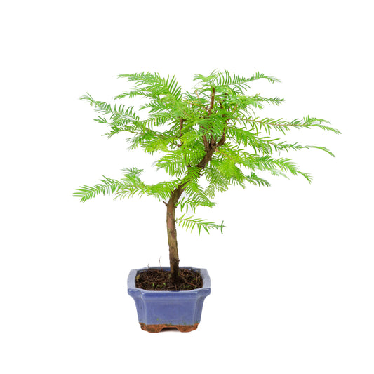 Metasequoia glyptostroboides pot 15 cm, hauteur ~35 cm