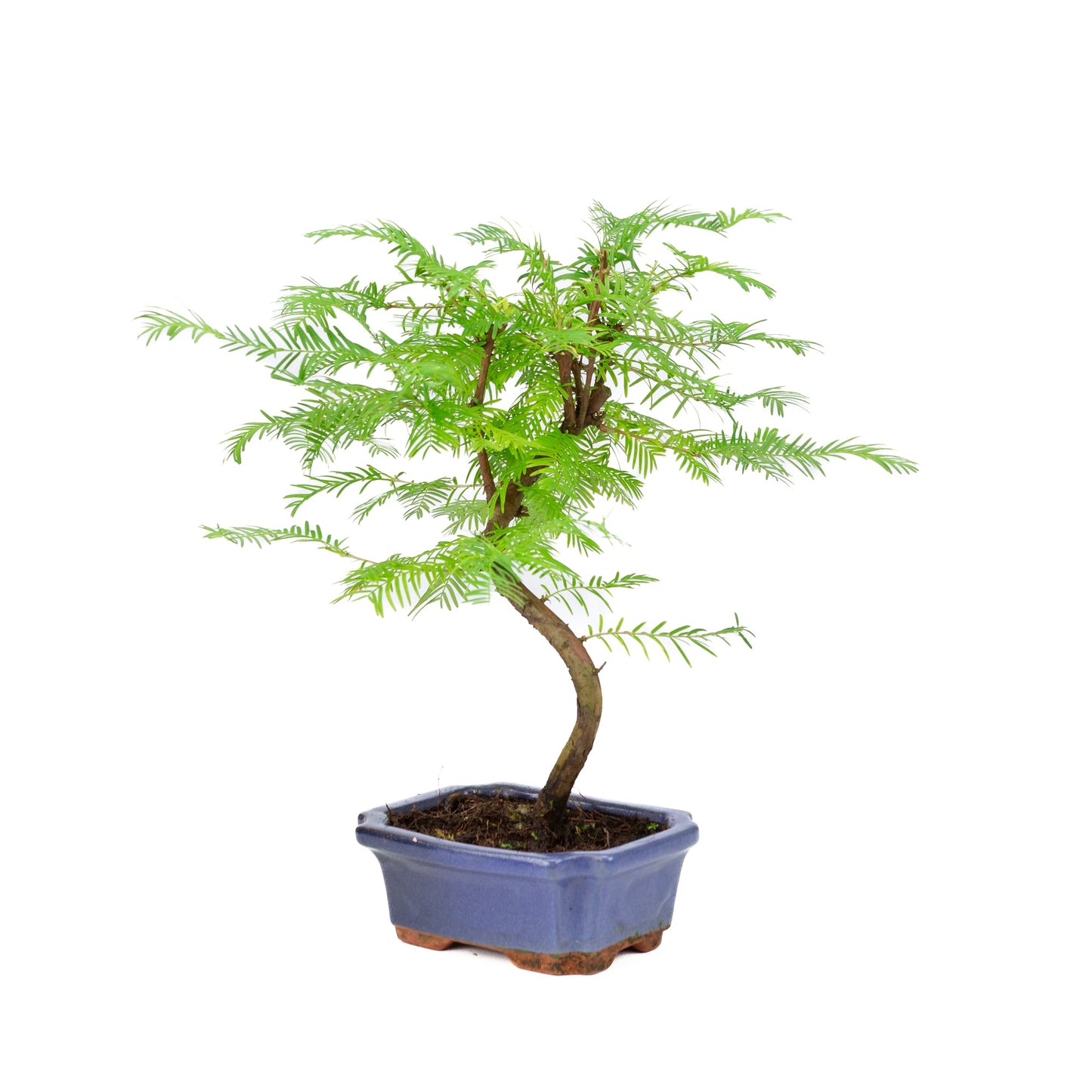 Metasequoia glyptostroboides pot 15 cm, hauteur ~35 cm