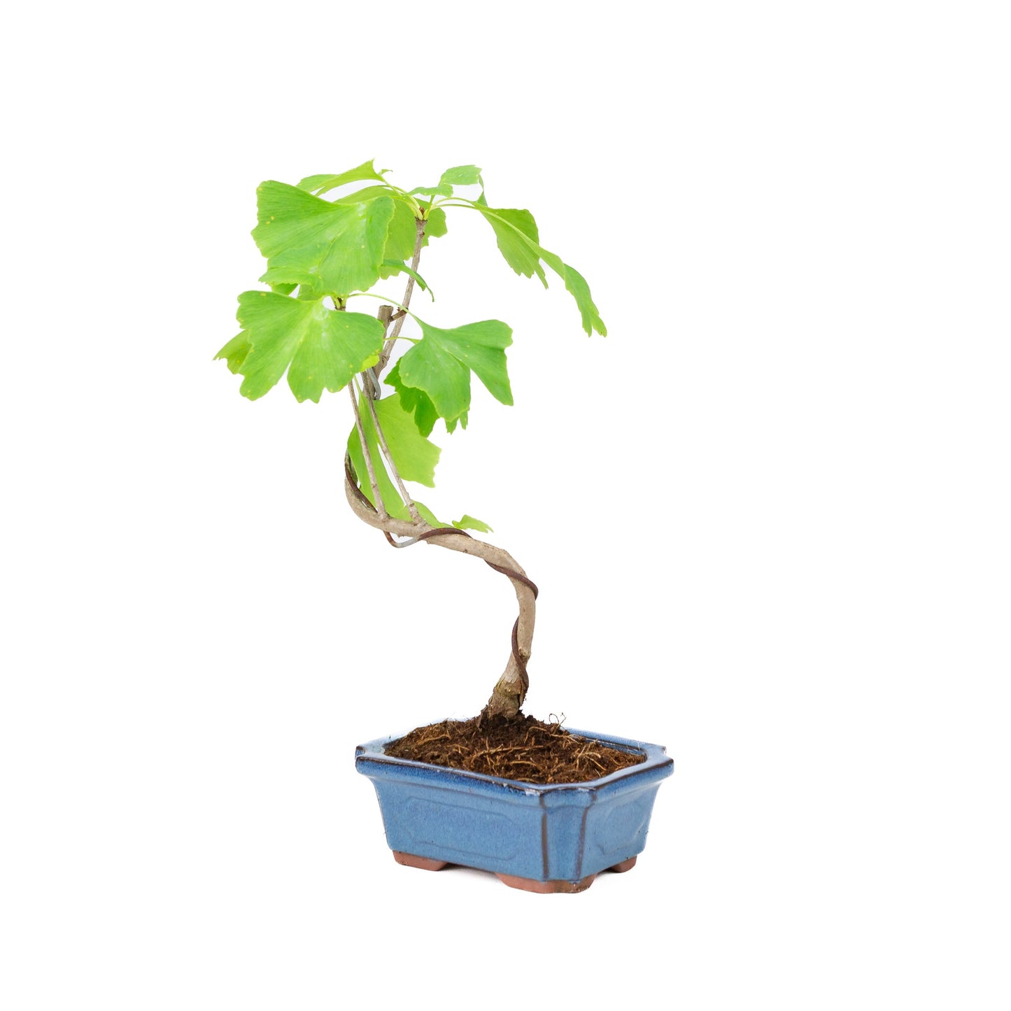 Ginkgo biloba pot rectangulaire bleu 15 cm, hauteur ~32 cm