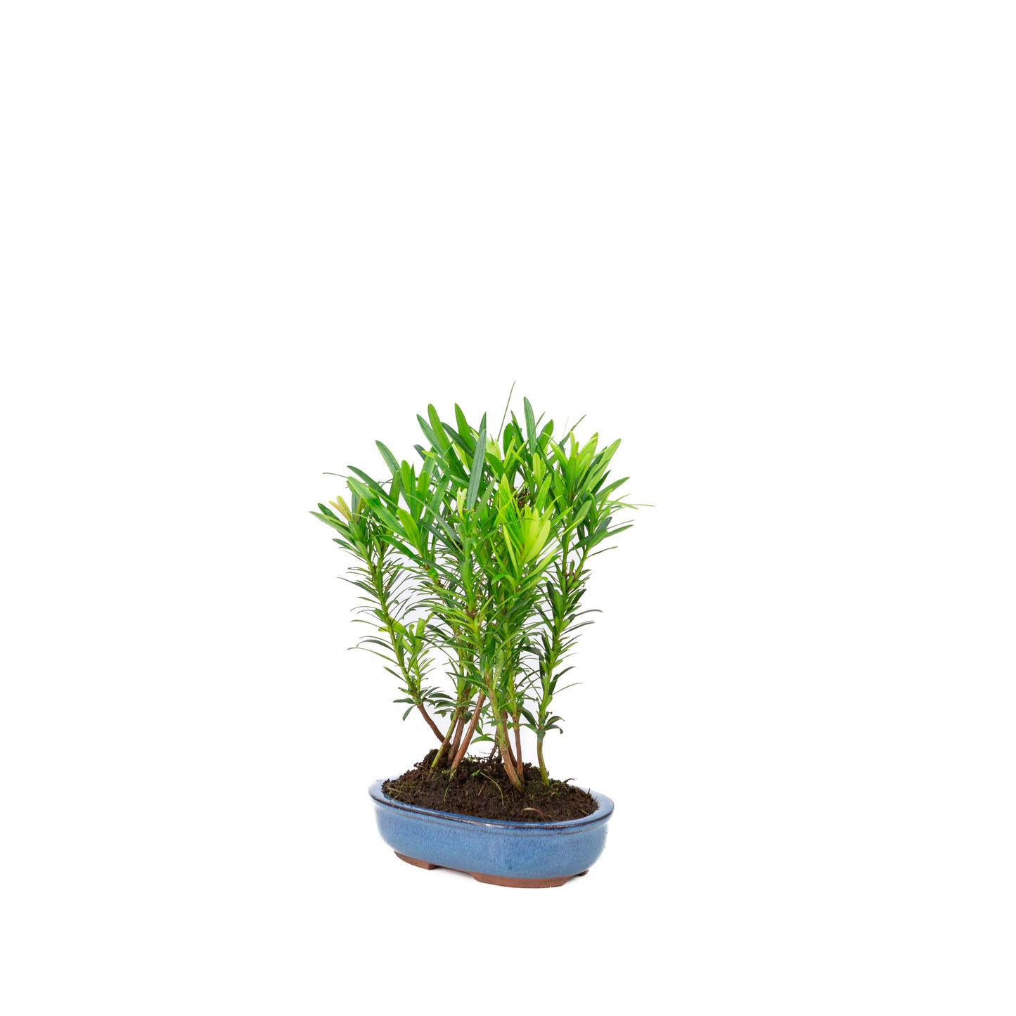 Podocarpus macrophylla groupe pot ovale 15 cm, hauteur ~25 cm