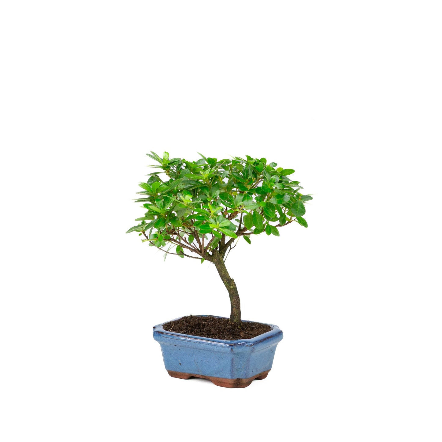 Rhododendron indicum en forme de balai, pot bleu 15 cm, hauteur ~27 cm