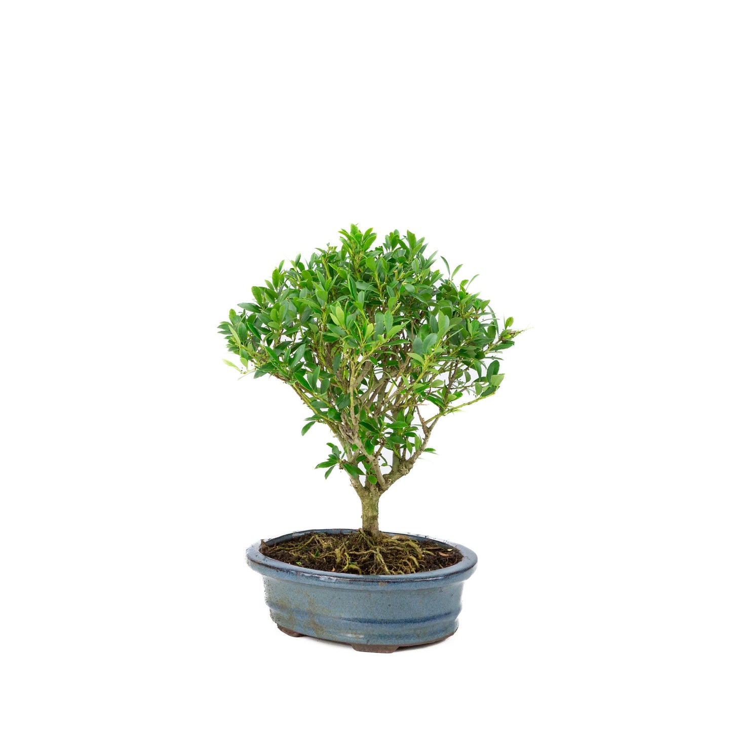 Ilex crenata Bonsaï en pot bleu 18 cm, hauteur ~25 cm