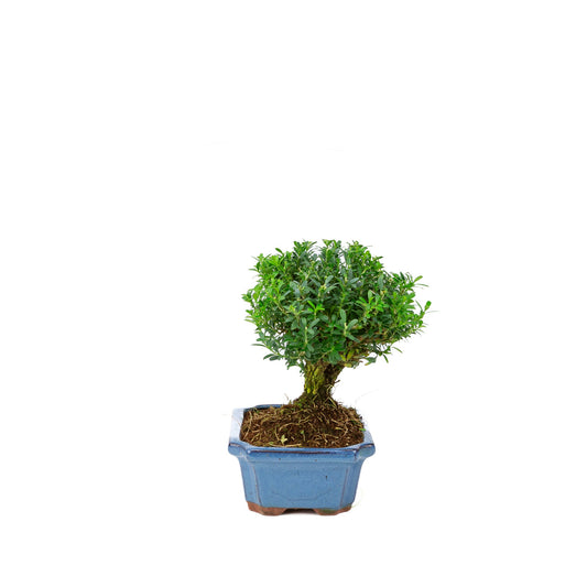 Buxus harlandii en forme de balai, pot bleu 19 cm, hauteur ~25 cm