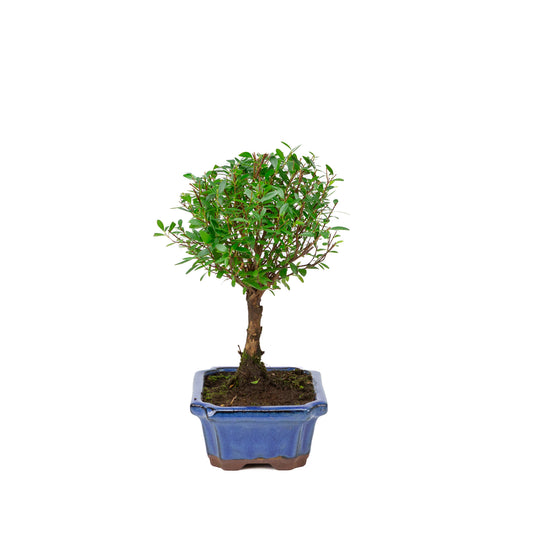 Syzygium buxifolium pot bleu 19 cm, hauteur ~30 cm