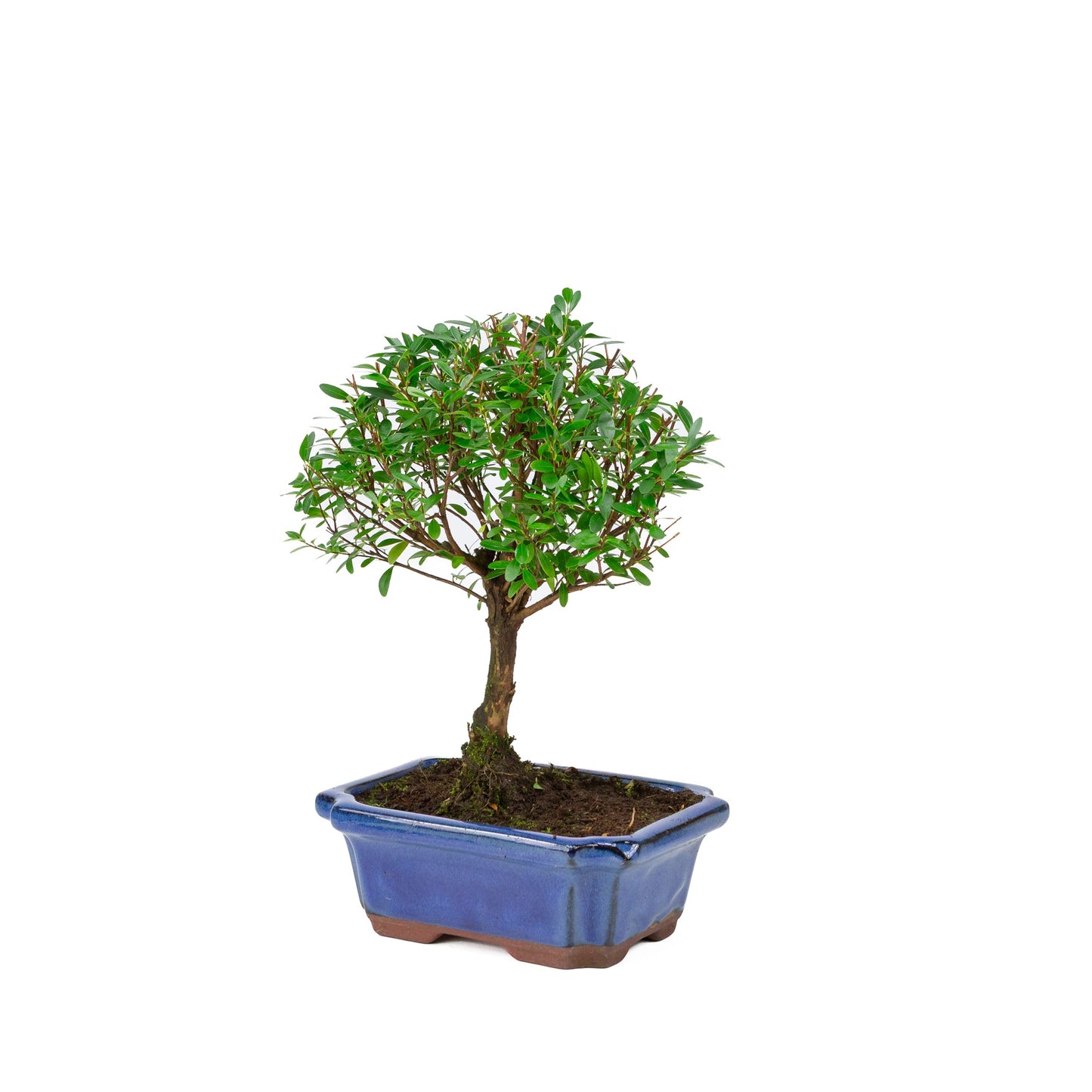 Syzygium buxifolium pot bleu 19 cm, hauteur ~30 cm