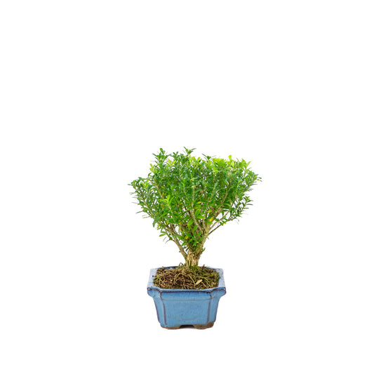 Buxus harlandii en forme de balai, pot bleu de 15 cm, hauteur ~22 cm