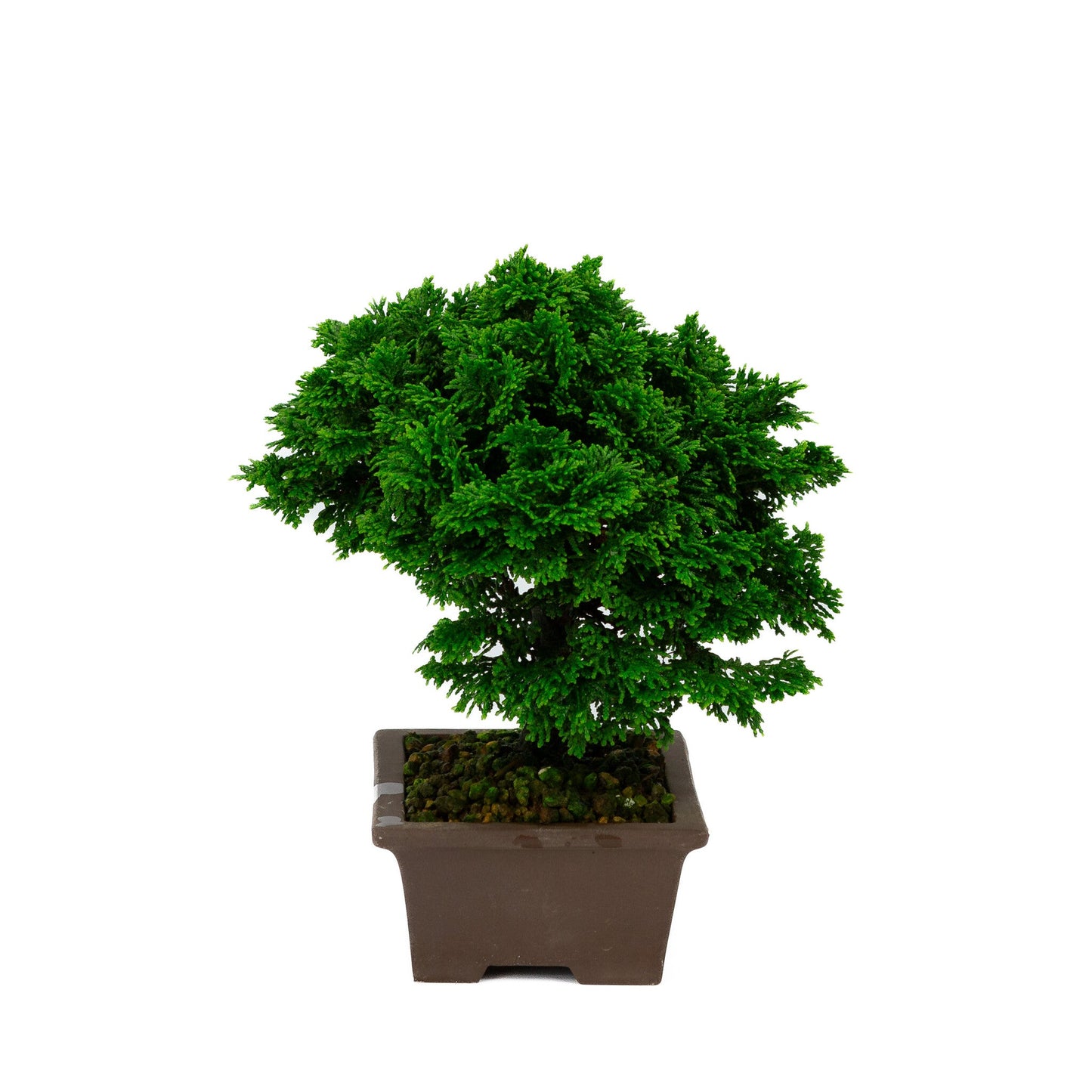 Chamaecyparis obtusa pot rectangulaire non émaillé 13 cm, hauteur ~23 cm