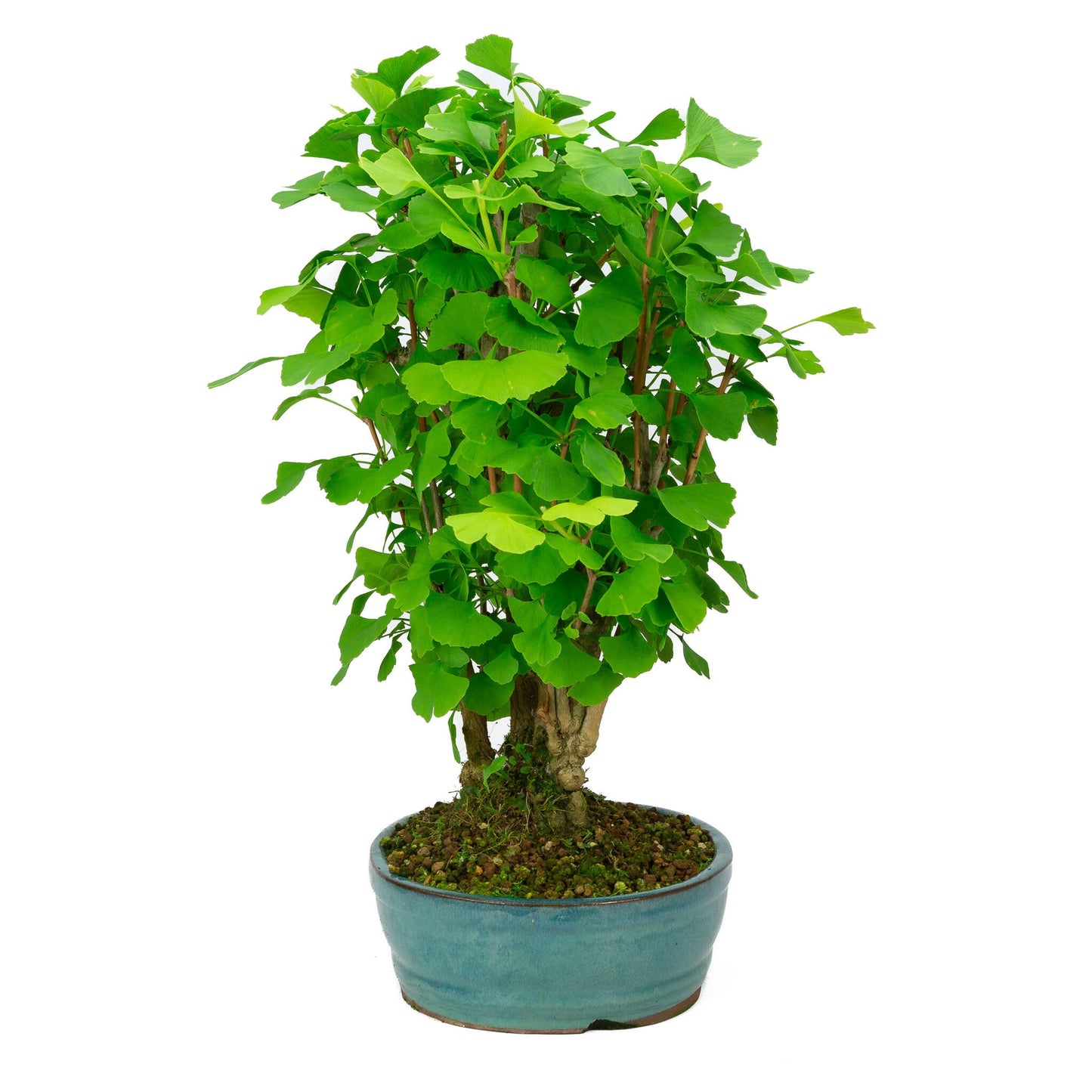Bonsaï d'extérieur Ginkgo biloba pot ovale vert 27 cm, hauteur ~51 cm