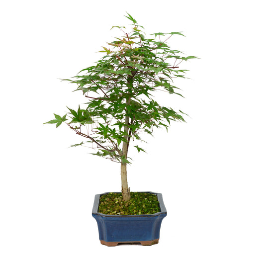Bonsaï d'extérieur Acer palmatum Deshojo bleu, pot Mokko 25 cm, hauteur ~50 cm