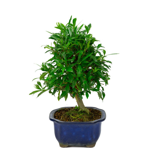 Bonsaï d'extérieur Gardenia pot Mokko bleu 20 cm, hauteur ~37 cm