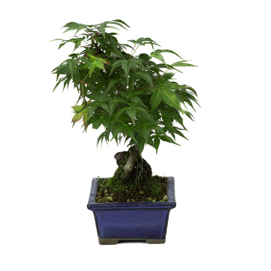 Bonsaï d'extérieur Acer palmatum racines sur rocher pot rectangulaire bleu 13 cm, hauteur ~26 cm