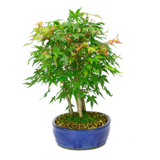 Bonsaï d'extérieur Acer palmatum pot ovale bleu 22 cm, hauteur ~36 cm