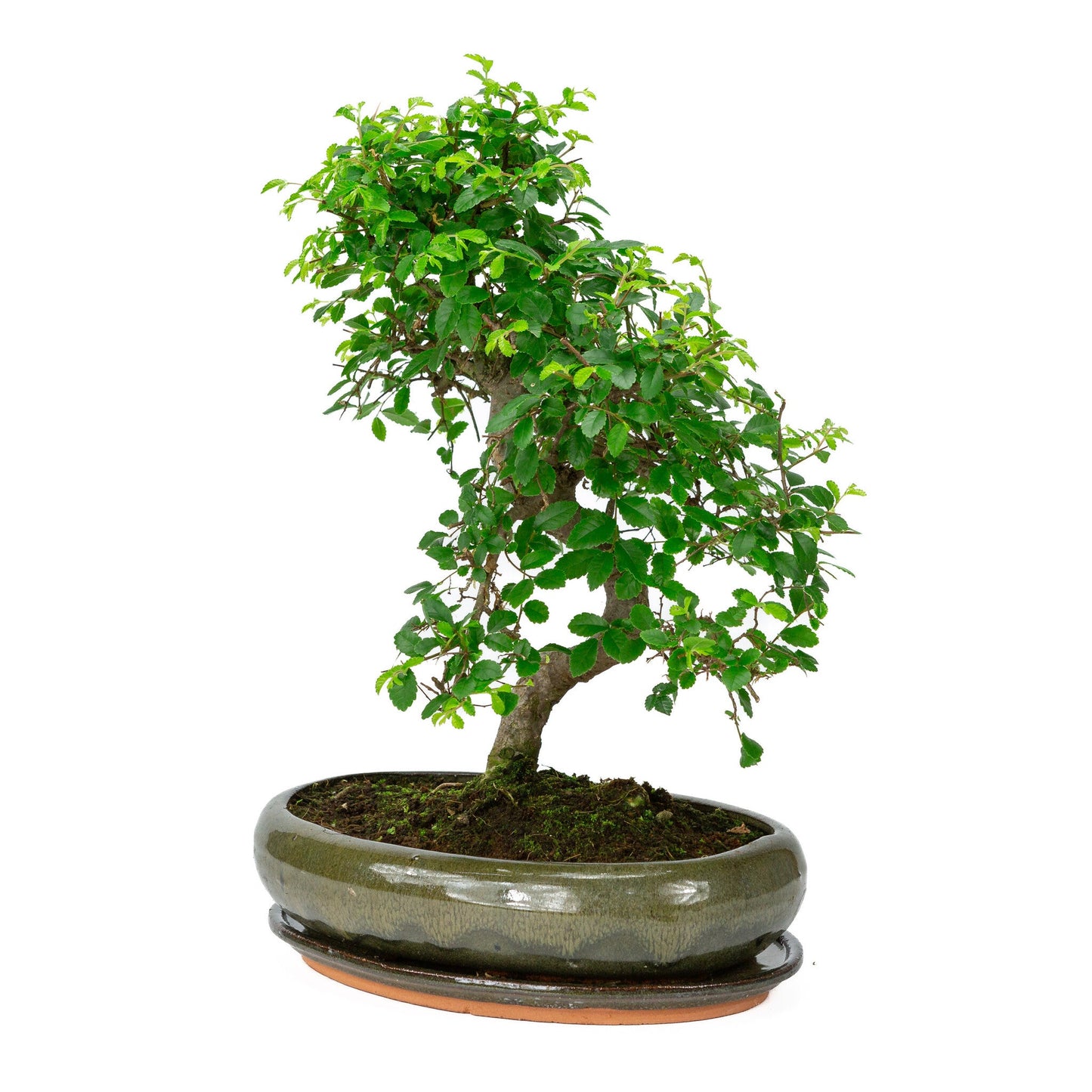 Bonsaï d'intérieur Zelkova en forme de pot ovale vert 29 cm, hauteur ~ 40 cm
