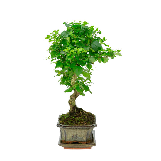 Bonsaï d'intérieur Ligustrum sinensis en forme, pot rectangulaire vert 20 cm, hauteur ~ 33 cm