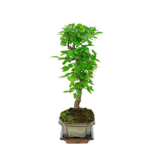 Bonsaï d'intérieur Zelkova, pot rectangulaire vert 15 cm, hauteur ~ 30 cm