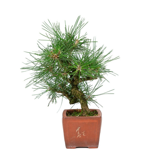 Bonsaï d'extérieur Pinus thunbergii pot carré non émaillé 11 cm, hauteur ~35 cm
