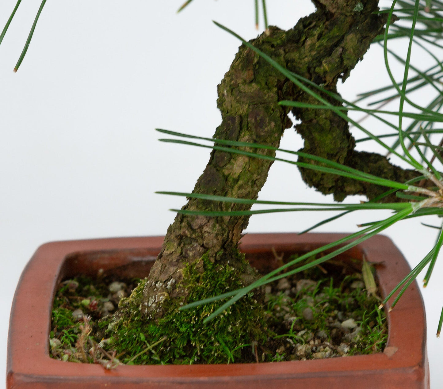 Bonsaï d'extérieur Pinus thunbergii pot carré non émaillé 11 cm, hauteur ~35 cm
