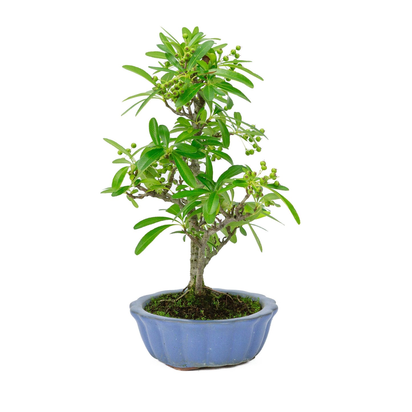 Bonsaï d'extérieur Pyracantha pot rond bleu clair 15 cm, hauteur ~34 cm