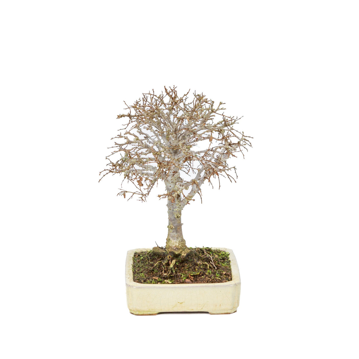 Shohin Bonsai d'extérieur Zelkova serrata pot rectangulaire crème 18 cm, hauteur ~ 26 cm
