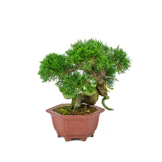 Bonsaï d'extérieur Juniperus chinensis, pot hexagonal non émaillé, 18 cm, hauteur ~28 cm
