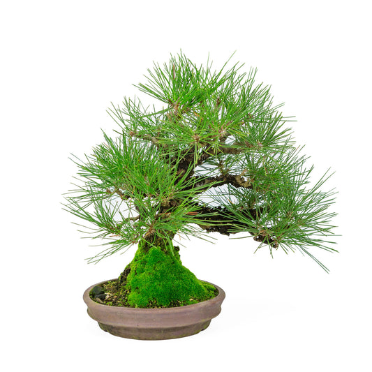 Bonsaï d'extérieur Pinus thunbergii, pot rond non émaillé de 20 cm, hauteur ~37 cm