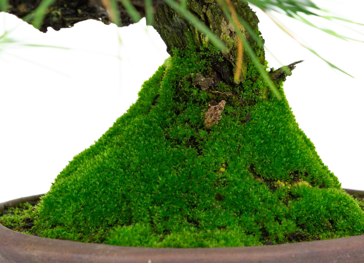 Bonsaï d'extérieur Pinus thunbergii, pot rond non émaillé de 20 cm, hauteur ~37 cm