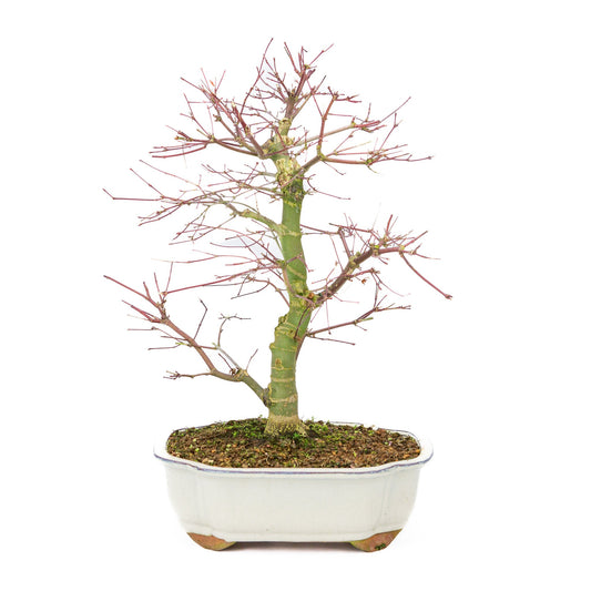Bonsaï d'extérieur Acer palmatum Deshojo pot Mokko crème 25 cm, hauteur ~46 cm
