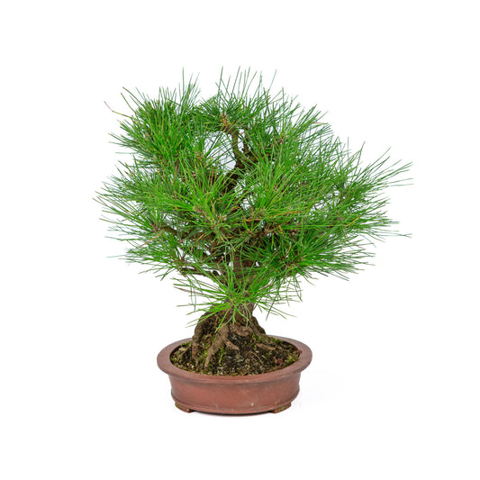 Bonsaï d'extérieur Pinus thunbergii en pot ovale non émaillé de 19 cm de diamètre, hauteur ~30 cm