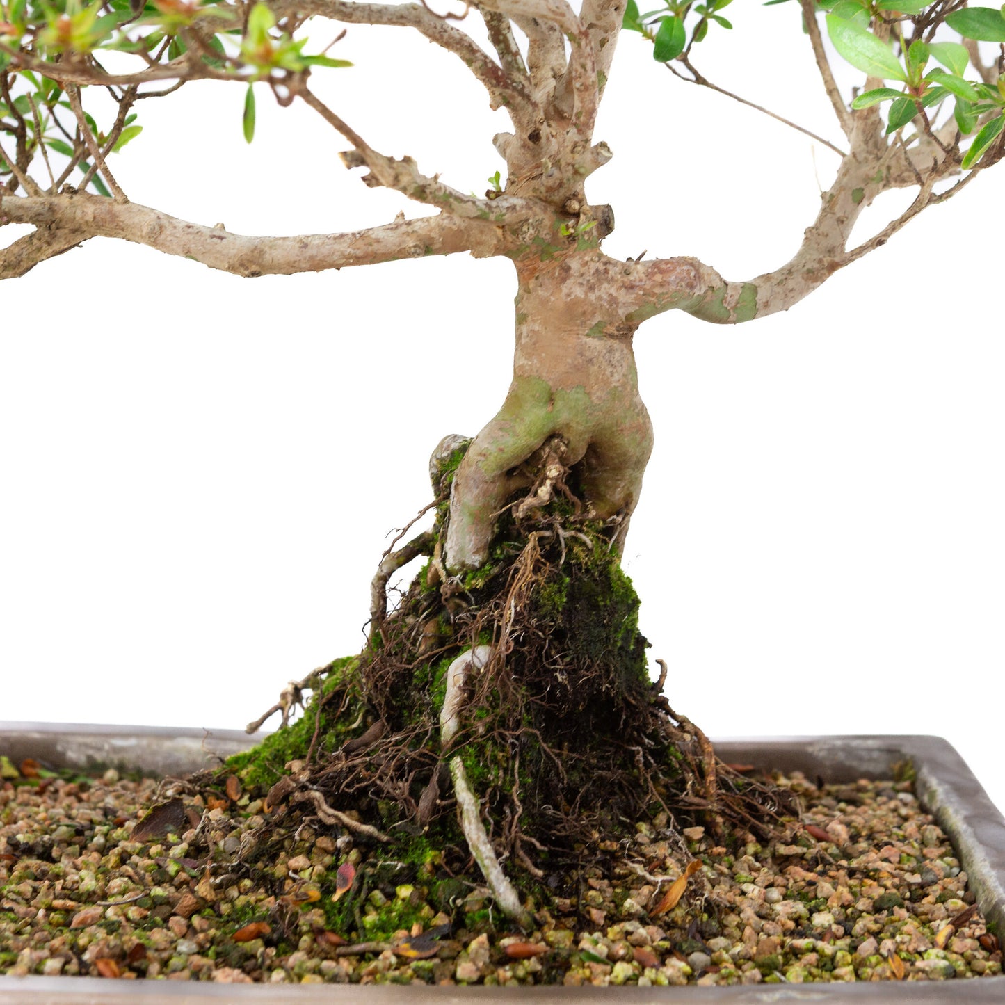 Rhododendron indicum bonsaï d'extérieur, pot rectangulaire non émaillé de 25 cm, hauteur ~41 cm