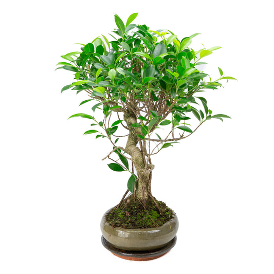 Bonsaï d'intérieur Ficus retusa, pot ovale vert de 29 cm, hauteur ~ 47 cm