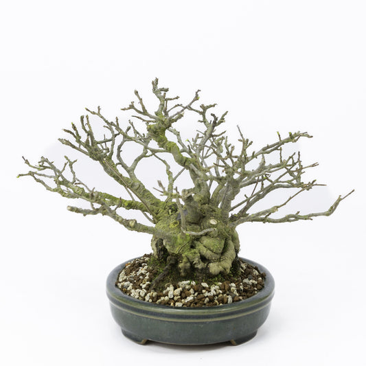 Shohin Bonsai d'extérieur Ilex serrata « Umemodoki » pot ovale vert 18 cm, hauteur ~21 cm