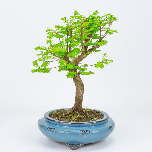 Bonsaï extérieur Metasequoia pot rond bleu 20 cm, hauteur 40 cm