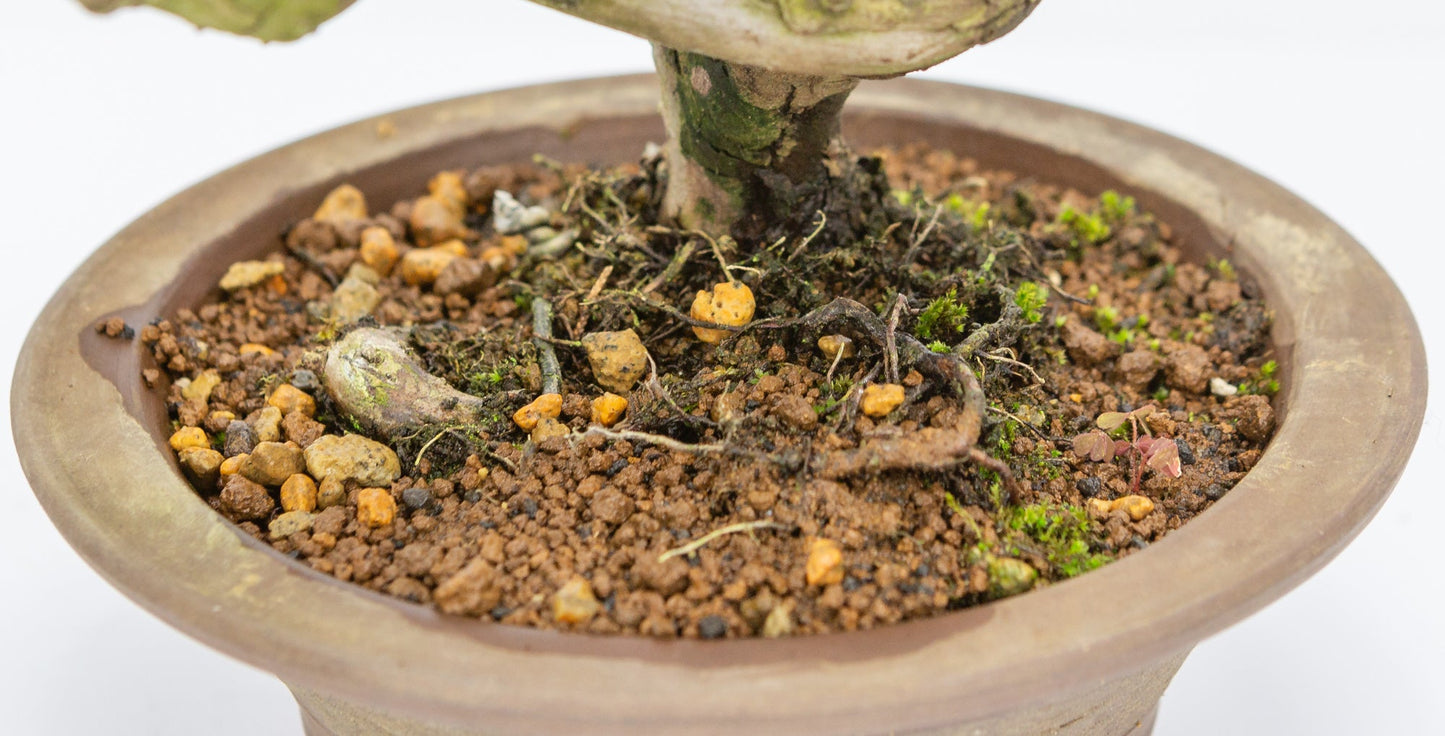 Bonsaï d'extérieur Juniperus chinensis pot rond non émaillé 15 cm, hauteur ~23 cm