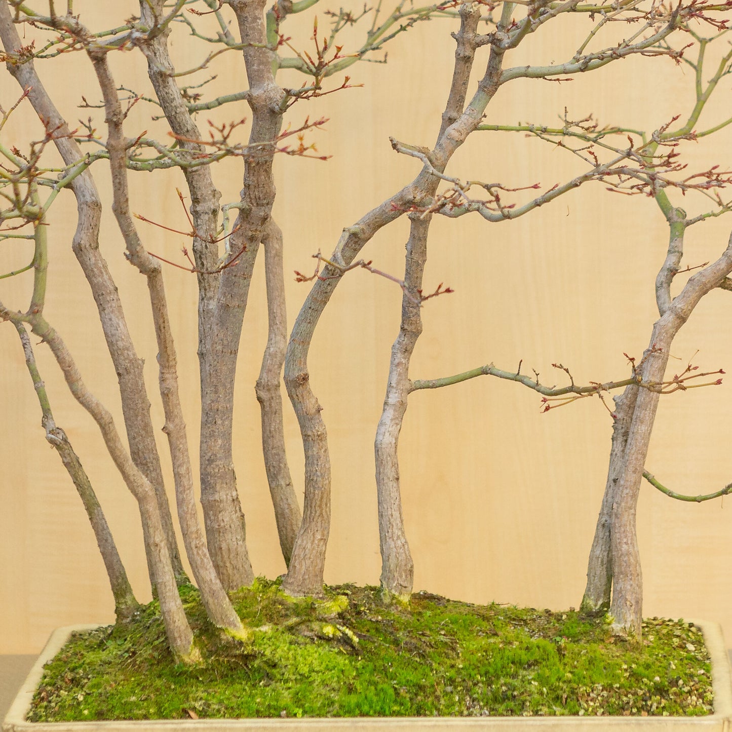 Bonsaï d'extérieur Acer palmatum, groupe beige jaune, pot rectangulaire 46 cm, hauteur ~80 cm