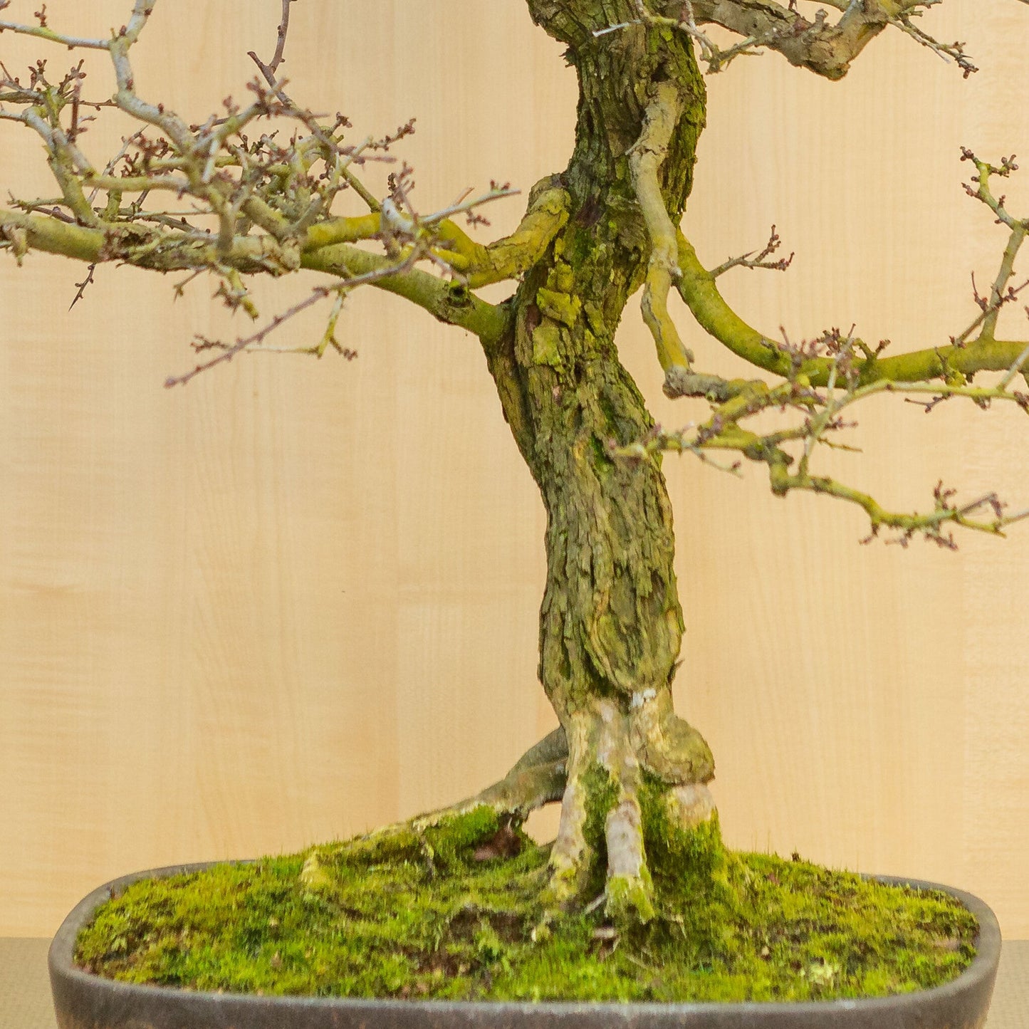 Bonsaï d'extérieur Crataegus cuneata pot rectangulaire non émaillé avec émail brun 38,5 cm, hauteur ~95 cm
