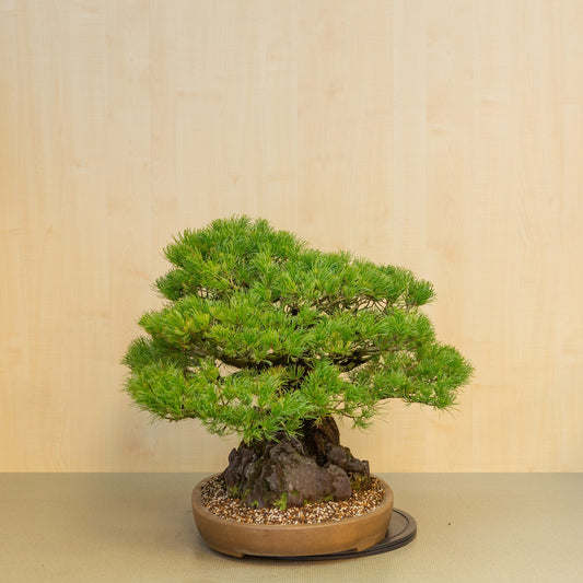 Pinus thunbergii avec pierre, pot ovale non émaillé 50 cm, hauteur ~58 cm