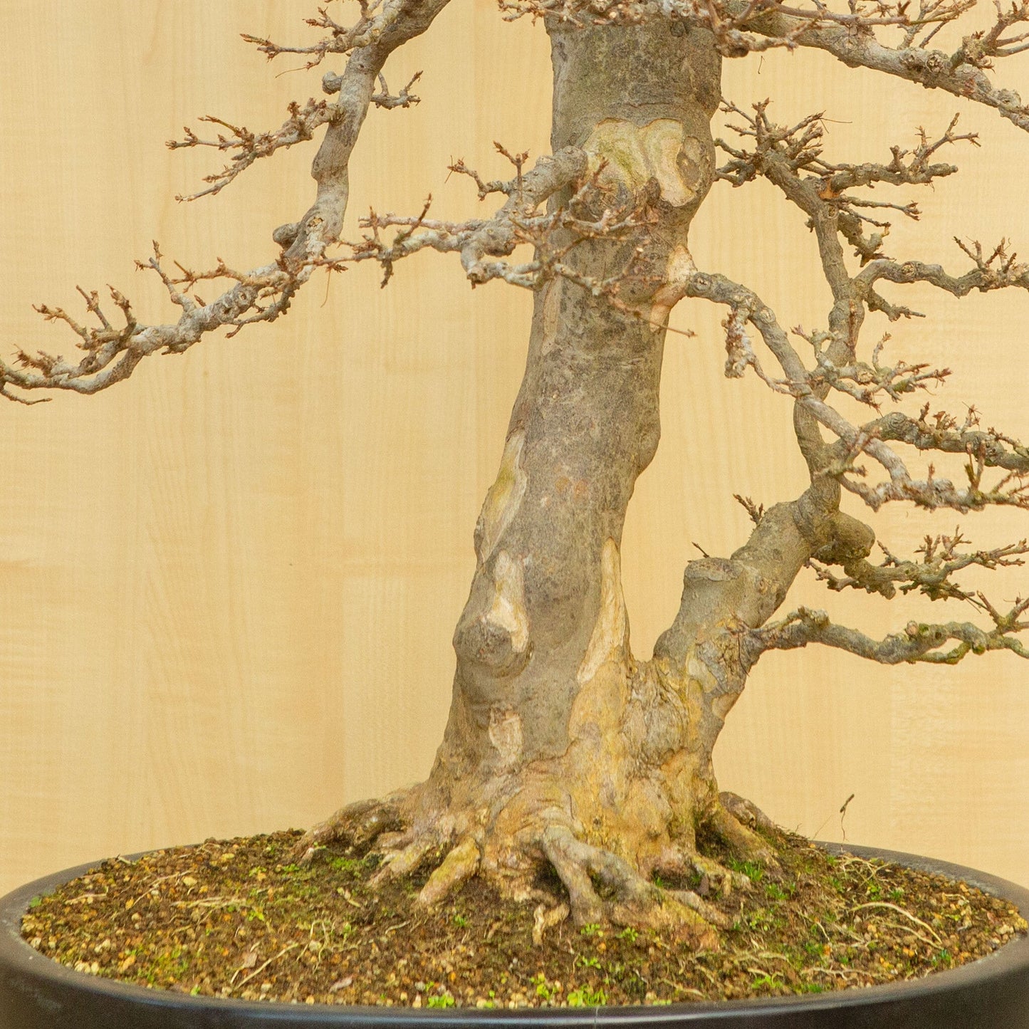 Bonsaï d'extérieur Acer buergerianum pot ovale bleu 48 cm, hauteur ~77 cm