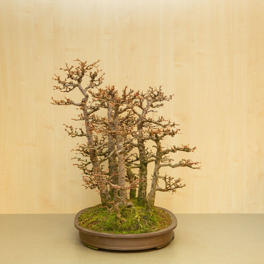 Bonsaï d'extérieur Larix kaempferi pot ovale non émaillé 62 cm, hauteur ~73 cm
