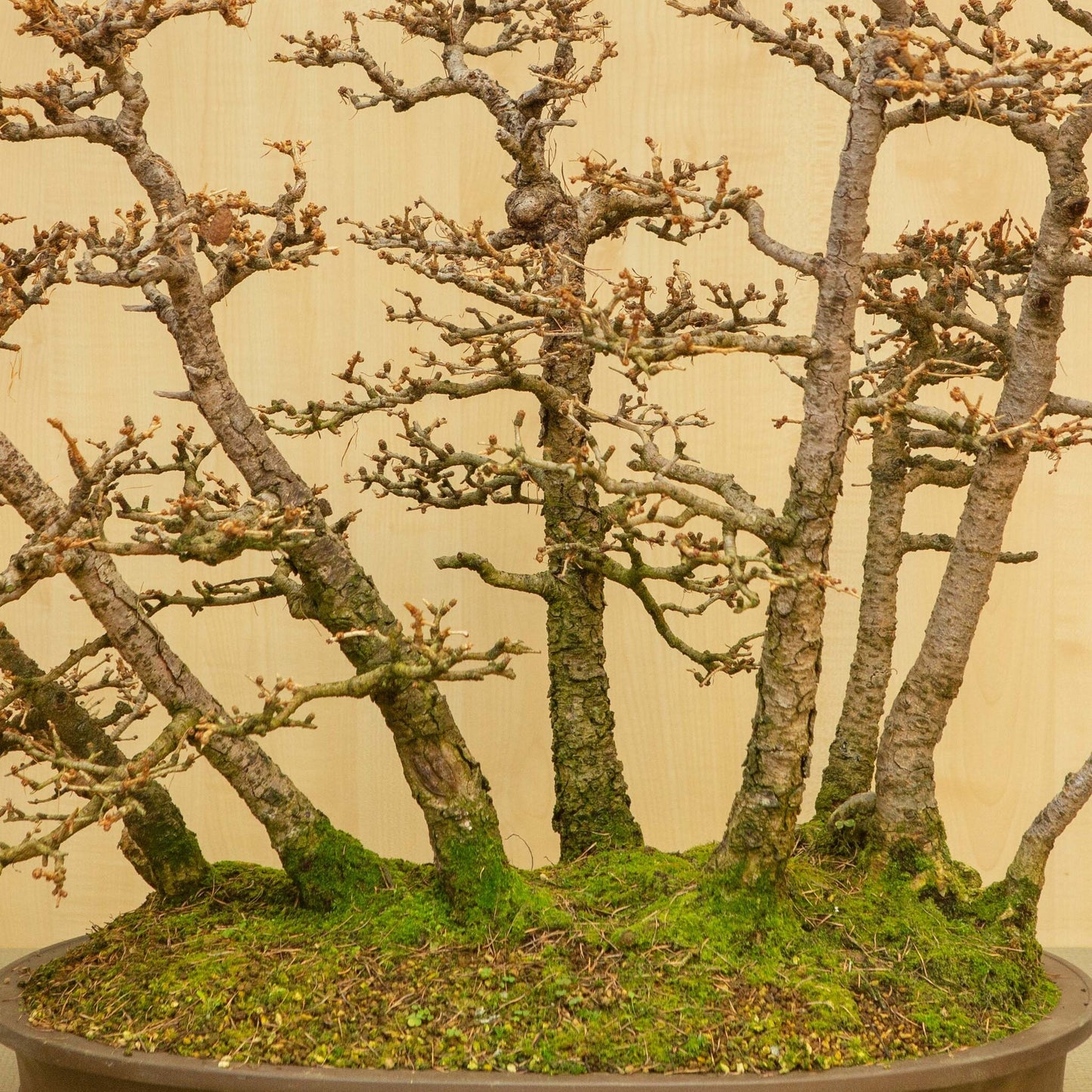 Bonsaï d'extérieur Larix kaempferi pot ovale non émaillé 62 cm, hauteur ~73 cm