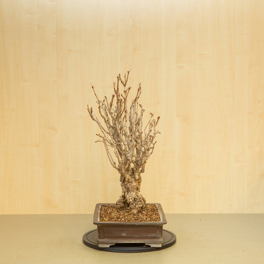 Bonsaï d'extérieur Ginkgo biloba pot rectangulaire non émaillé 39 cm, hauteur ~72 cm