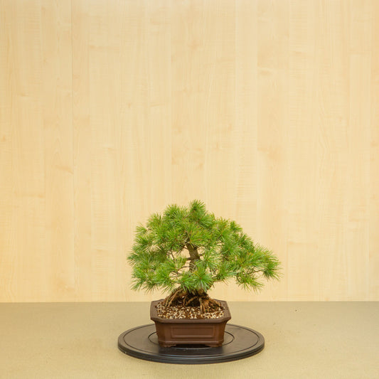 Bonsaï d'extérieur Pinus parviflora pot Mokko non émaillé 26 cm, hauteur ~37 cm