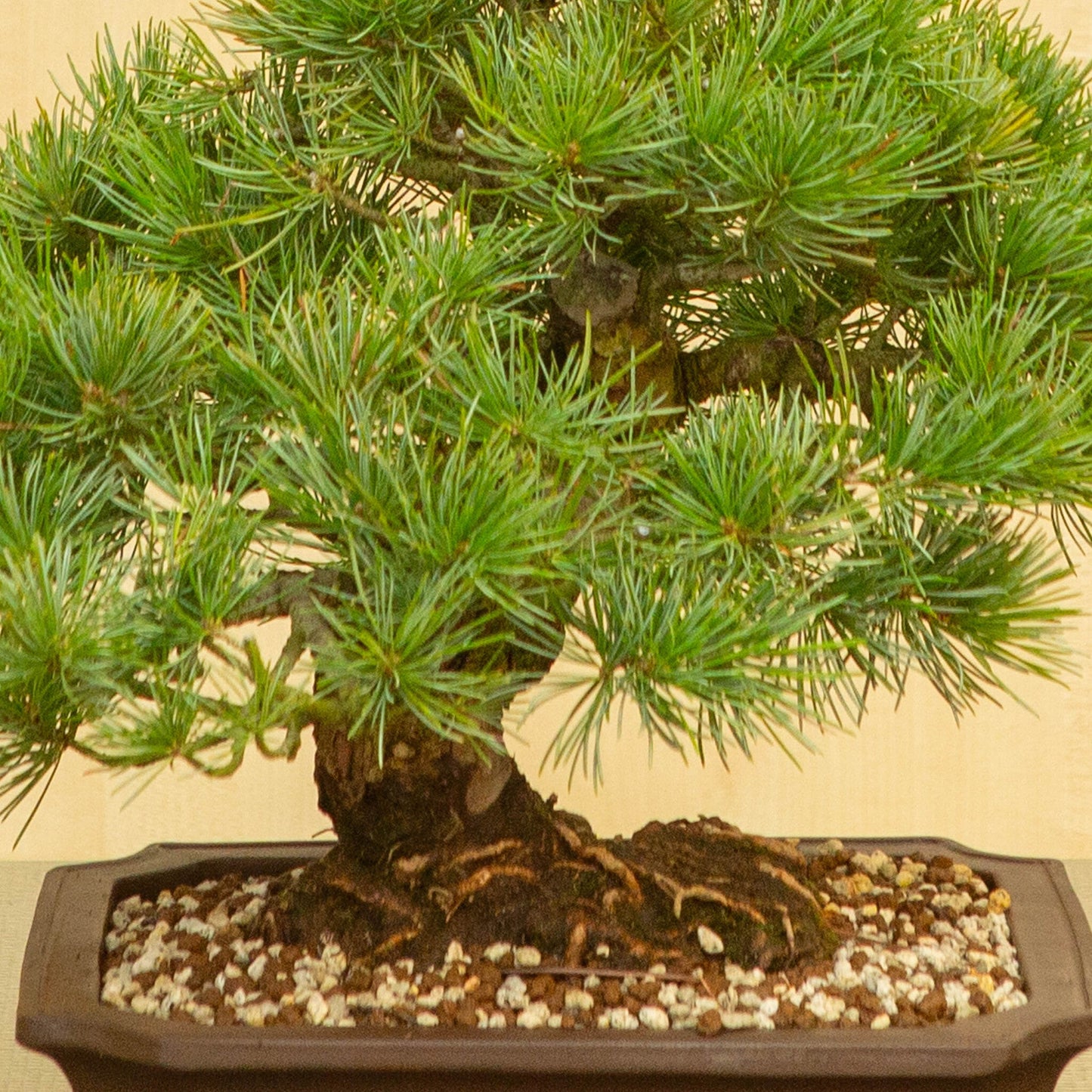 Bonsaï d'extérieur Pinus parviflora pot Mokko non émaillé 25 cm, hauteur ~39 cm