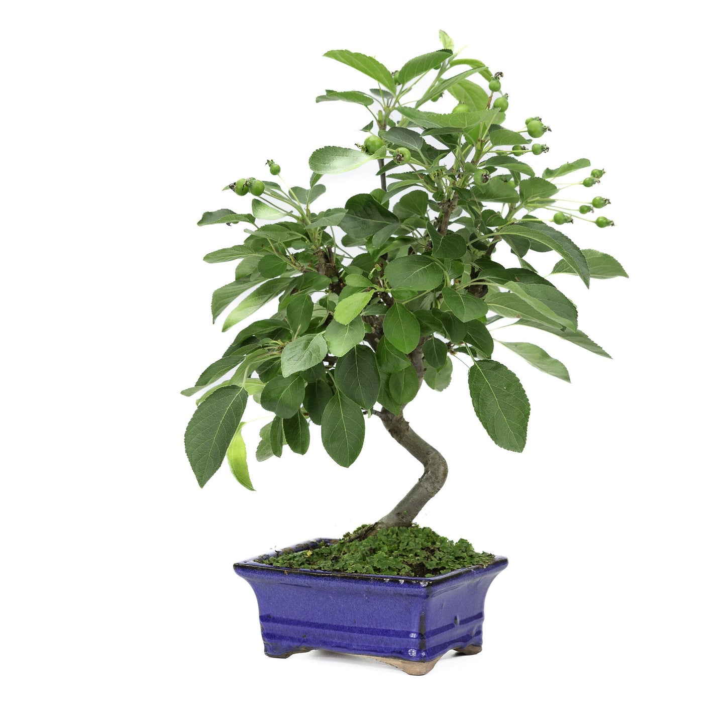 Bonsaï d'extérieur Malus pot rectangulaire bleu 15 cm, hauteur ~35 m