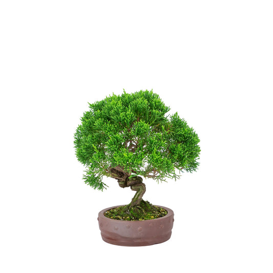 Bonsaï d'extérieur Juniperus chinensis « Itoigawa » pot rond non émaillé 14 cm, hauteur ~ 27 cm