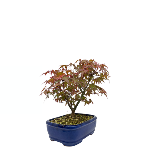 Acer palmatum 'Deshojo' (Japanse esdoorn), hoogte ~28cm