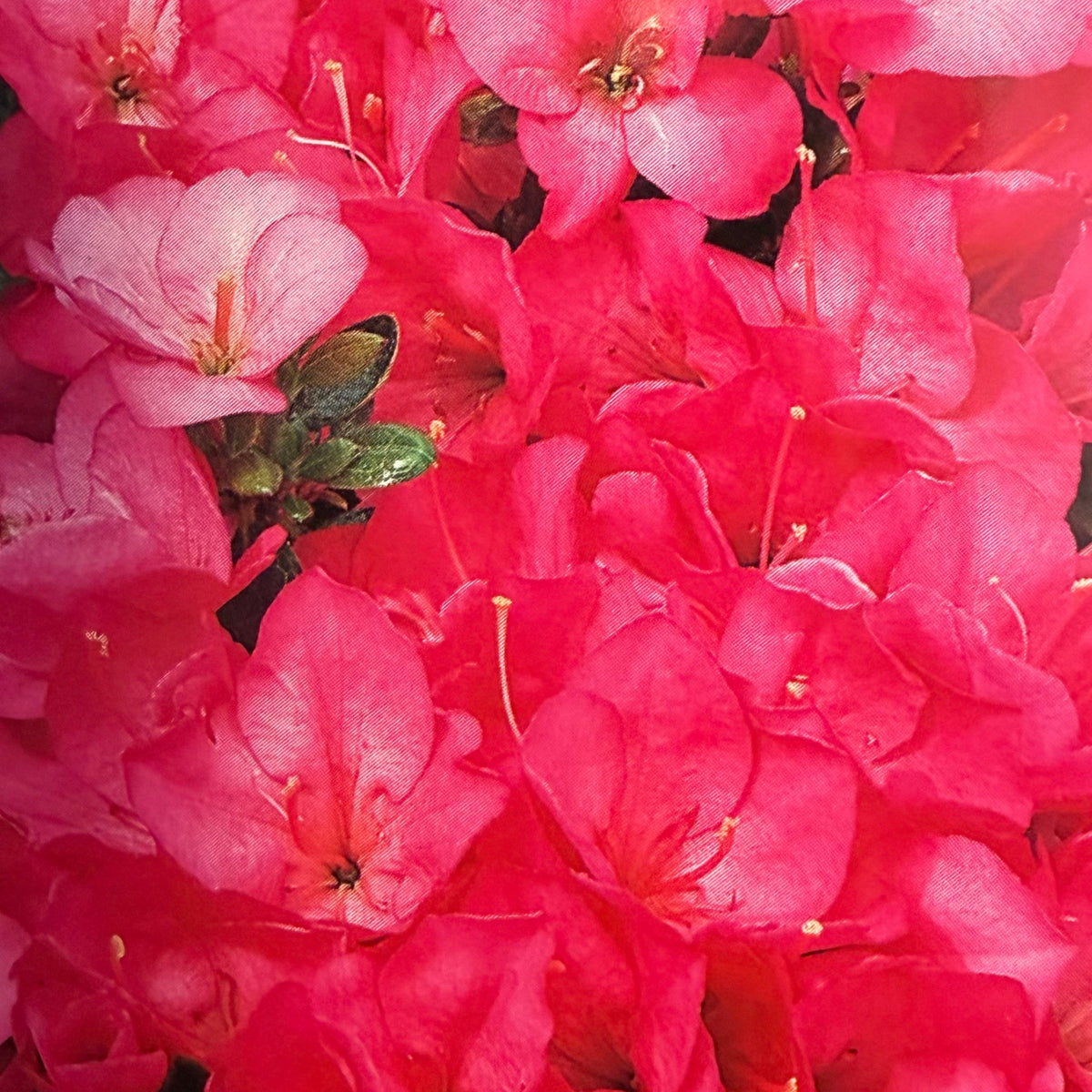 Kit de démarrage Azalea japonica