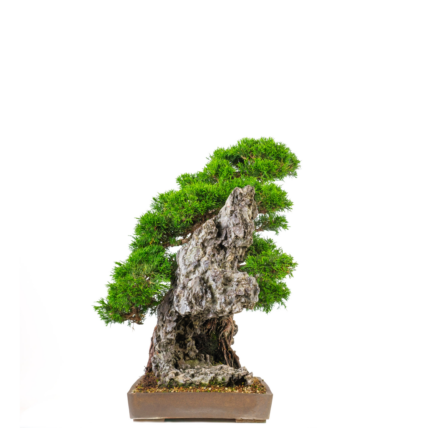 Juniperus chinensis (Chinese Jeneverbes) No. 89, hoogte ~52cm