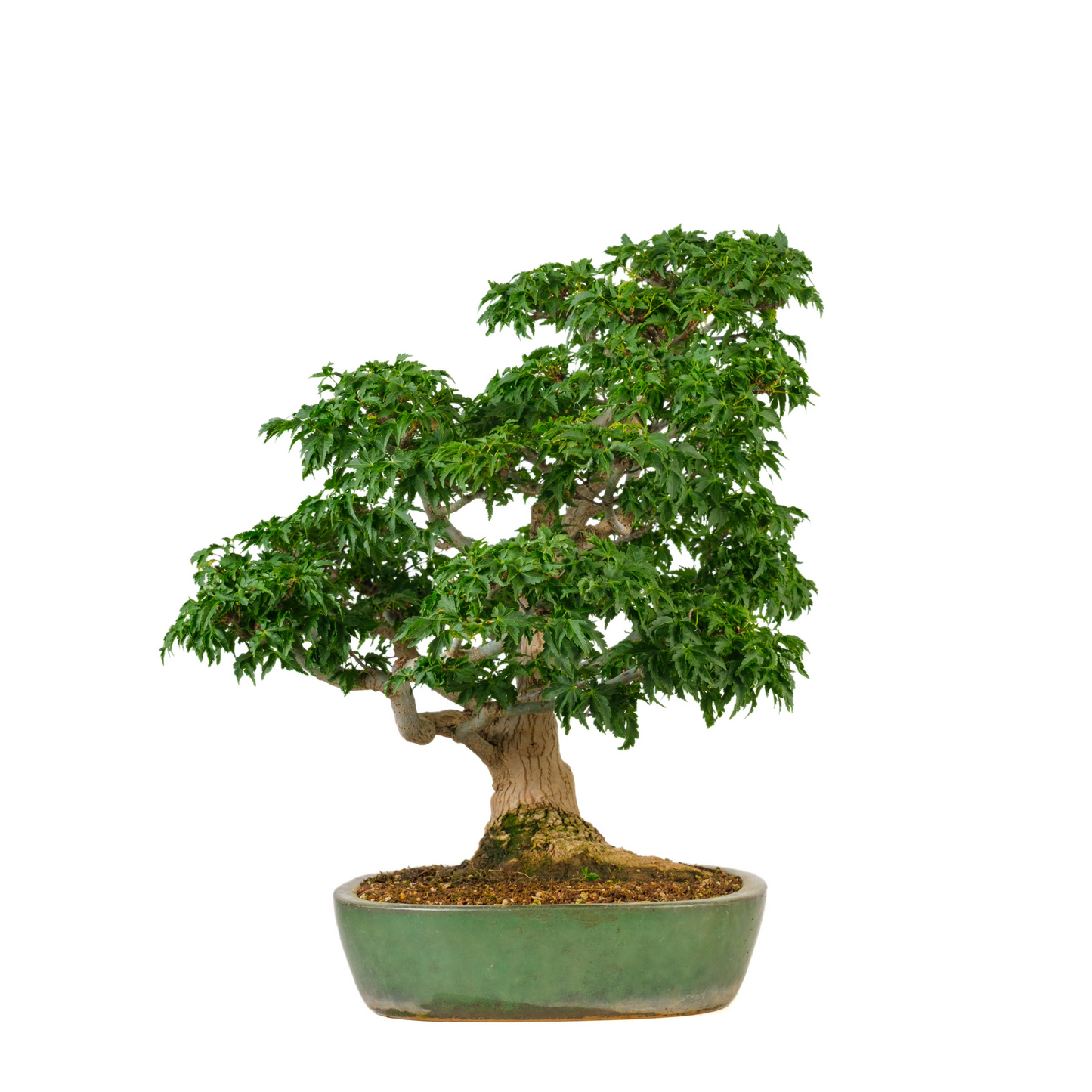 Acer palmatum 'Shishigashira' (Japanse Esdoorn) No. 110, hoogte ~57cm