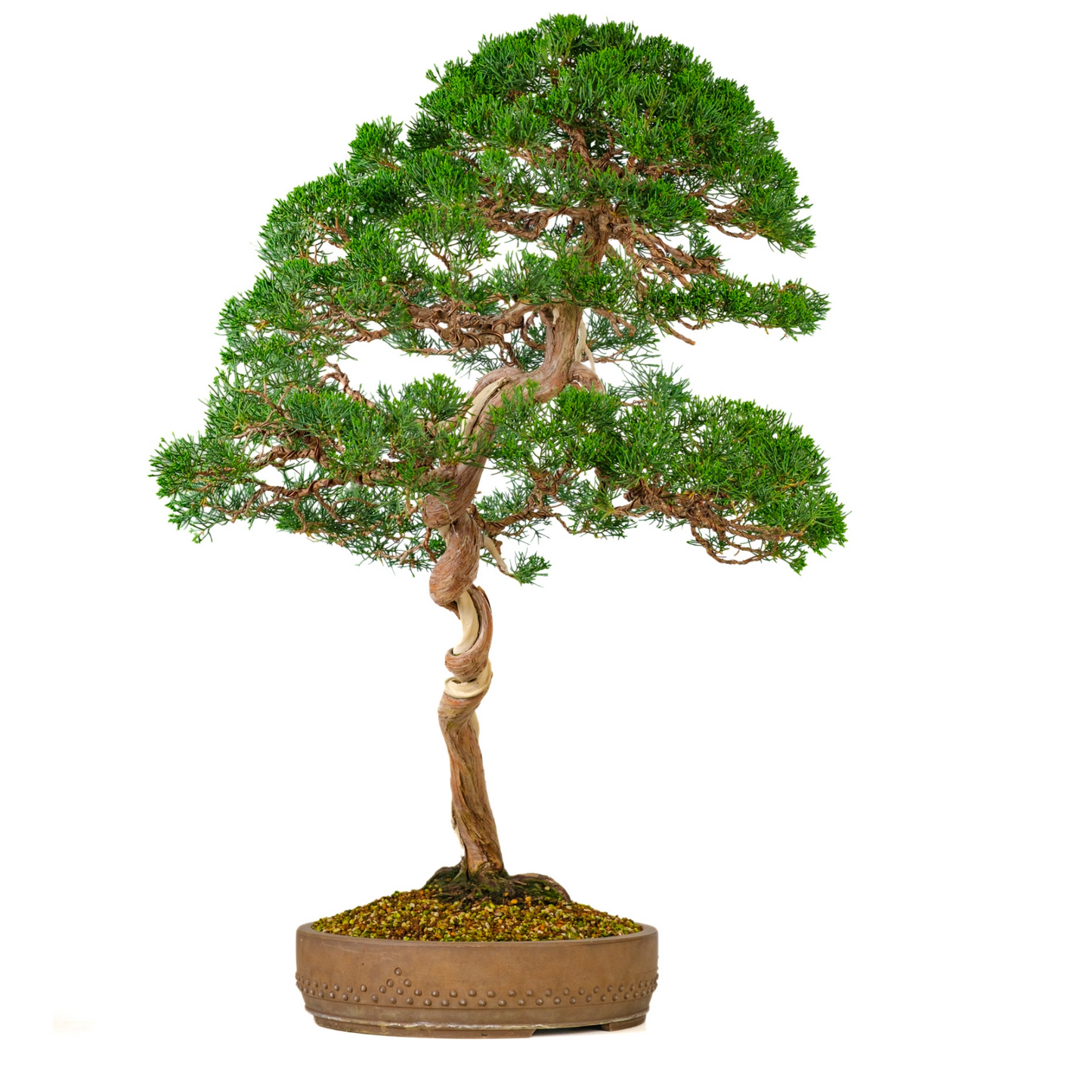 Juniperus chinensis (Chinese Jeneverbes) No. 57, hoogte ~88cm