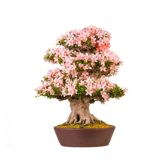 Rhododendron indicum 'Nyohozan' (Azalée) No. 94, hauteur ~75cm